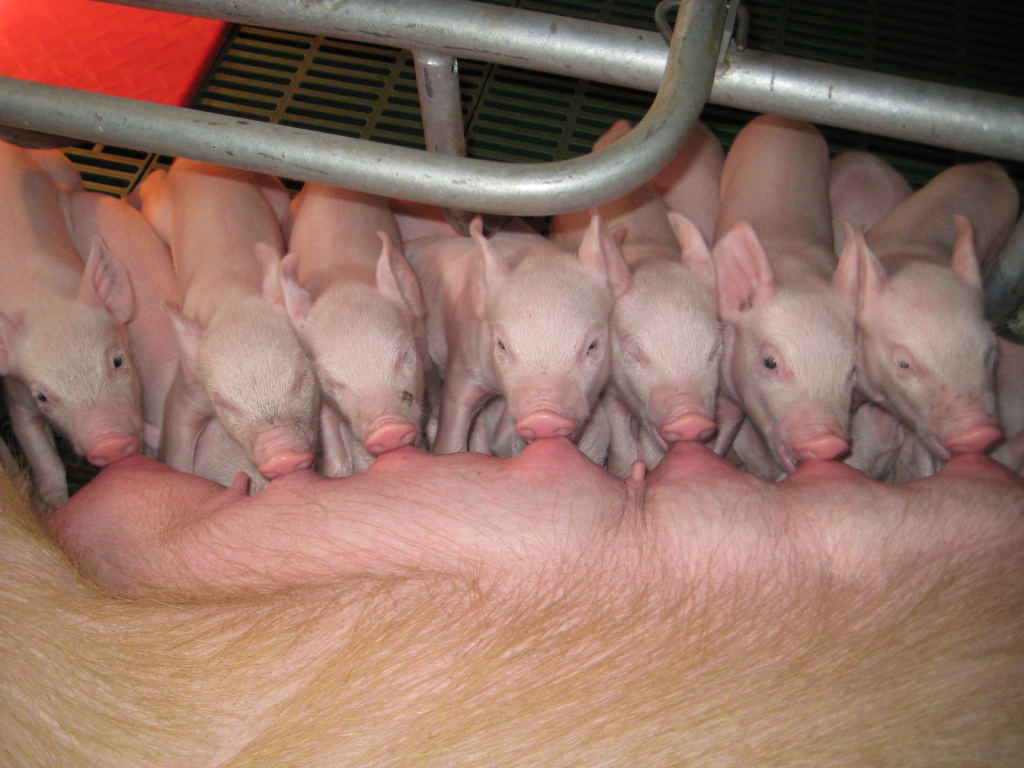 REDDEE AGRO PRODUCERS